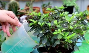 杜鹃浇什么水 杜鹃浇什么水