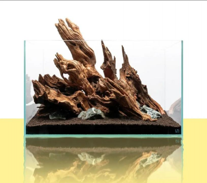 鱼缸怎么种植水草造景 鱼缸怎么种植水草造景