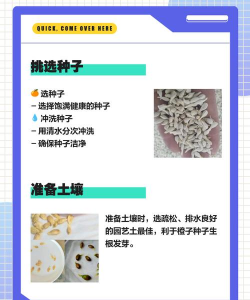 橙子的种子怎么种植 橙子的种子怎么种植