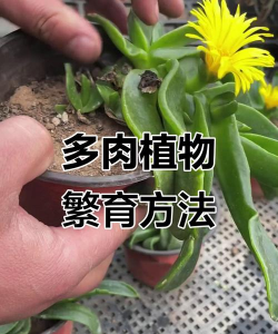 佛手掌如何扦插 佛手掌如何扦插