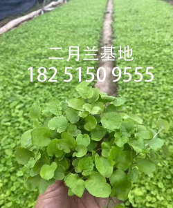 二月兰怎么种植 二月兰怎么种植