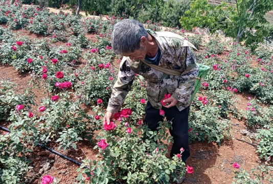 食用玫瑰花怎么种植 食用玫瑰花怎么种植