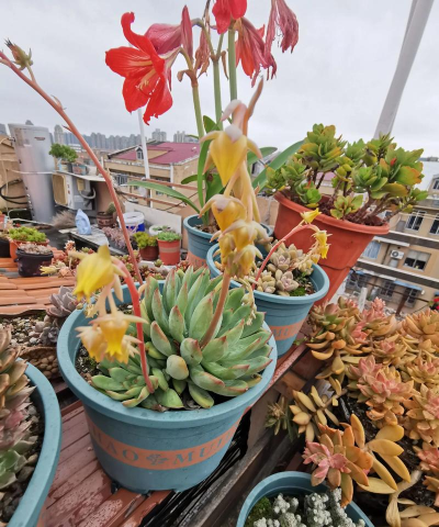 多肉为什么开花 多肉为什么开花