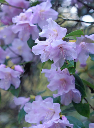 杜鹃花什么品种好 杜鹃花什么品种好