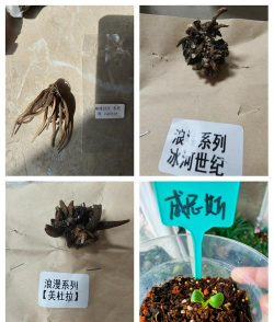 韮 怎么种植 韮 怎么种植