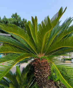 铁树图片大全图库 铁树图片大全图库