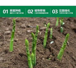 五针松用什么土 五针松用什么土