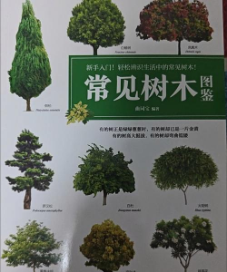 常见的有什么树的名字 常见的有什么树的名字