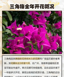 三角梅在什么季节开 三角梅在什么季节开