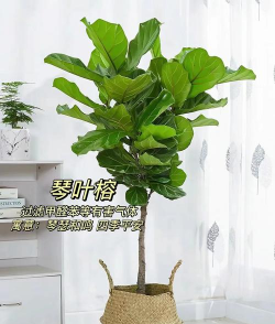 什么花草除甲醛 什么花草除甲醛