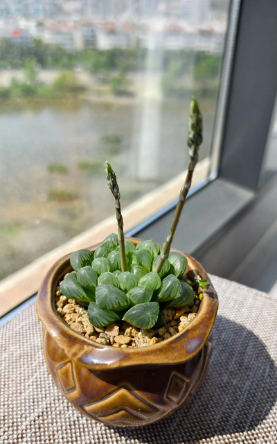 多肉植物有什么颜色 多肉植物有什么颜色