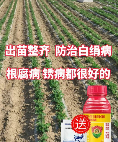 种植花生怎么防鸟儿 种植花生怎么防鸟儿