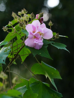 木芙蓉花图片 木芙蓉花图片