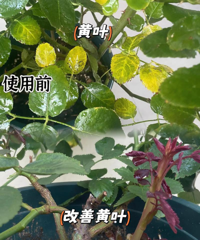 月季需要什么肥 月季需要什么肥