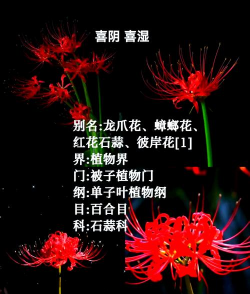 彼岸代表着什么 彼岸代表着什么