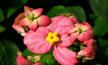 什么花在秋天绿 什么花在秋天绿