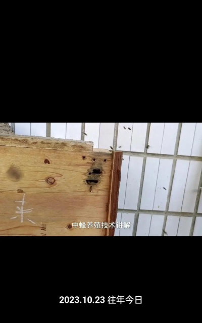 养蜜蜂怎么样 养蜜蜂怎么样