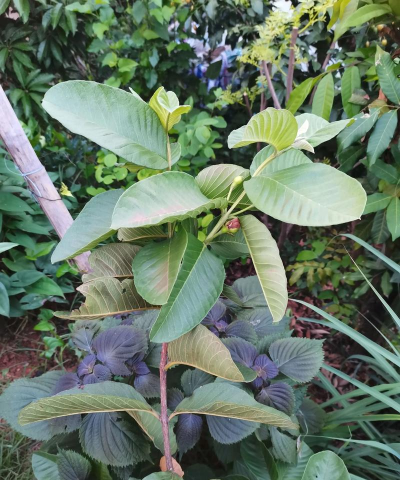 智利番石榴怎么种植 智利番石榴怎么种植