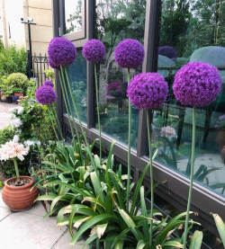 紫色的花类有哪些植物 紫色的花类有哪些植物