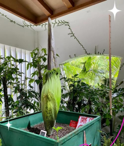 什么花掩盖臭味 什么花掩盖臭味