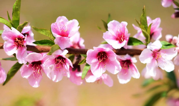 桃花图片大全图谱 桃花图片大全图谱