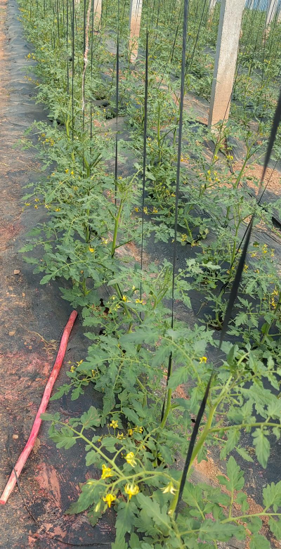 樱桃小番茄苗子怎么种植 樱桃小番茄苗子怎么种植