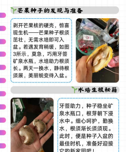 北方怎么种植芒果种子多 北方怎么种植芒果种子多