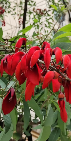 长红色花的灌木树有哪些 长红色花的灌木树有哪些