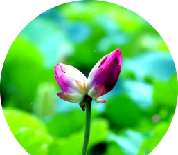 寓意阴阳两隔的花有哪些 寓意阴阳两隔的花有哪些