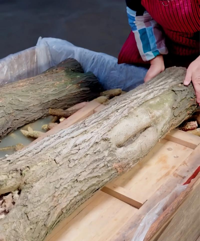 怎么用玉米芯种植蘑菇 怎么用玉米芯种植蘑菇