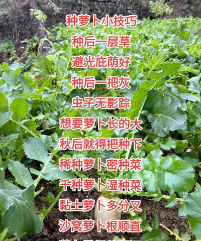 在家里萝卜苗怎么种植呢 在家里萝卜苗怎么种植呢