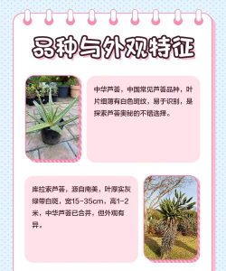 芦荟又叫什么名字 芦荟又叫什么名字