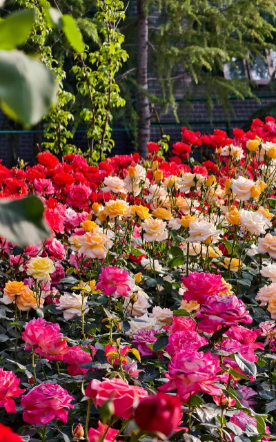 郑州花有哪些花 郑州花有哪些花