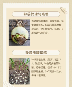 种植朱顶红种球怎么养护 种植朱顶红种球怎么养护