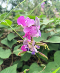 扁豆为什么不长花 扁豆为什么不长花