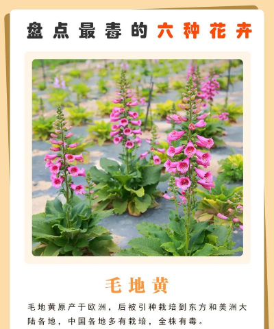 禁毒有哪些花 禁毒有哪些花