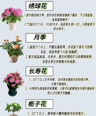 种什么花好养 种什么花好养