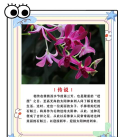 什么季节种植石斛兰 什么季节种植石斛兰