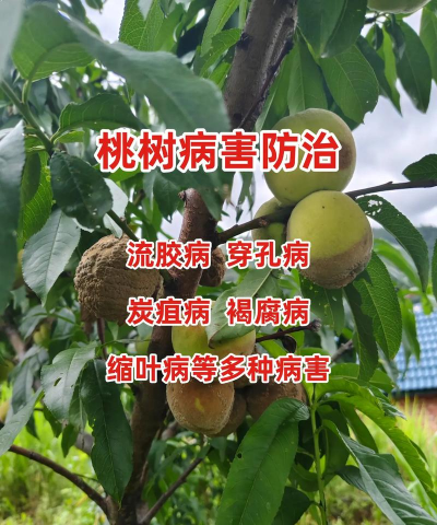 核桃树结的核桃都黑了怎么治 核桃树结的核桃都黑了怎么治