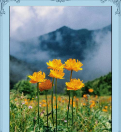 塞罕坝有哪些花 塞罕坝有哪些花