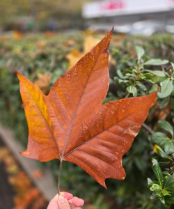 什么植物叶子最漂亮 什么植物叶子最漂亮