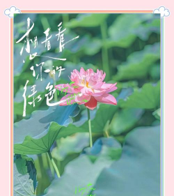 荷花几月开花 荷花几月开花