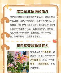 变色龙花卉的养殖方法和注意事项 变色龙花卉的养殖方法和注意事项