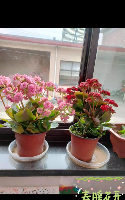 窗台花有哪些 窗台花有哪些