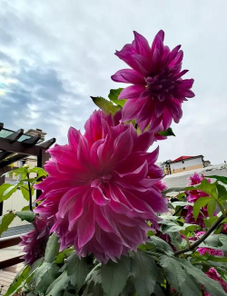 立冬有哪些花 立冬有哪些花