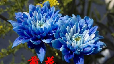 有哪些阳性花 有哪些阳性花