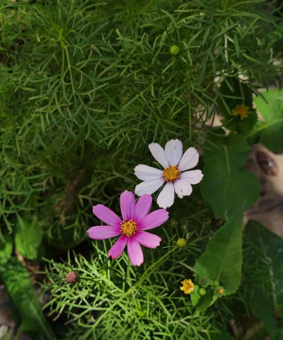 秋天 有哪些花 秋天 有哪些花