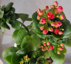 长命花是什么花 长命花是什么花