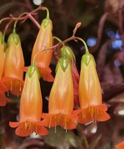 宫灯花用什么肥 宫灯花用什么肥