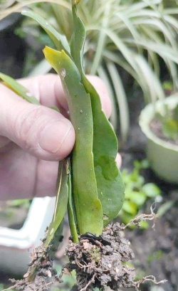 秋冬可以扦插什么花 秋冬可以扦插什么花